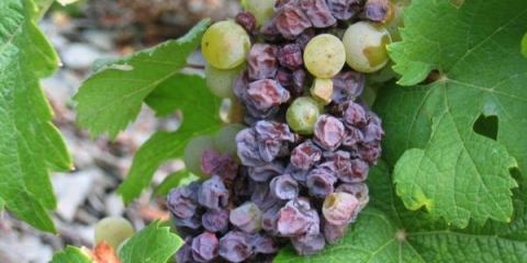 10 Bolesti grožđa i borba protiv njih